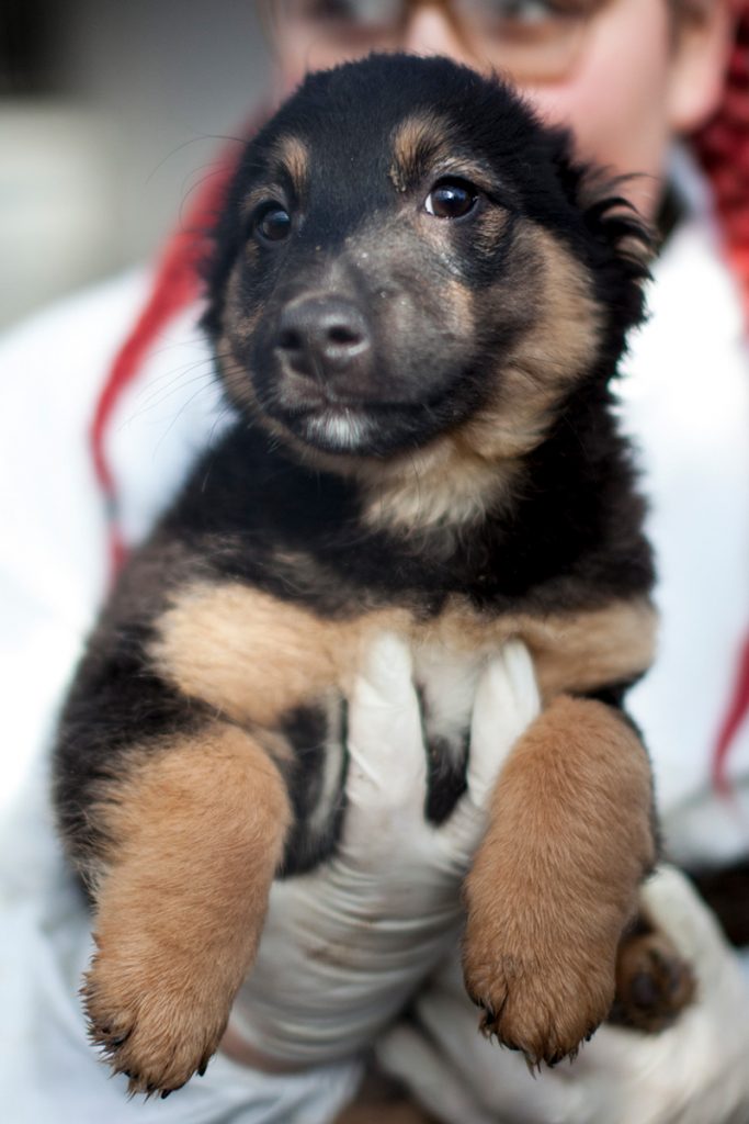 Strudel wird auf dem Arm gehalten und schaut zur Seite