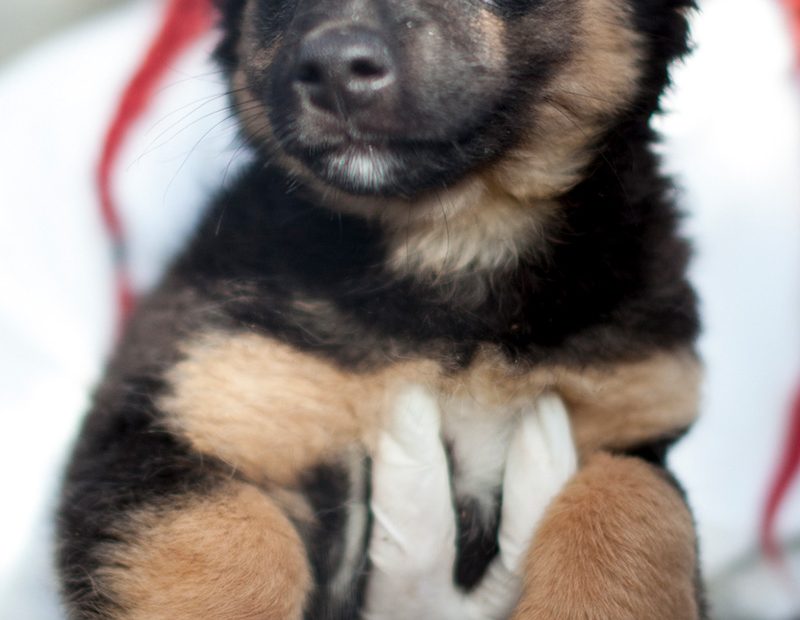 Strudel wird auf dem Arm gehalten und schaut zur Seite