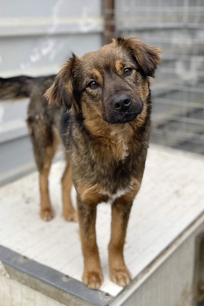 Hündin Nika schaut mit schrägem Kopf in die Kamera