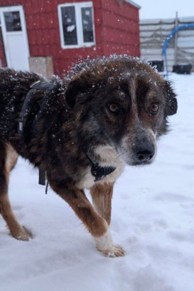 Hündin Malou läuft durch den Schnee