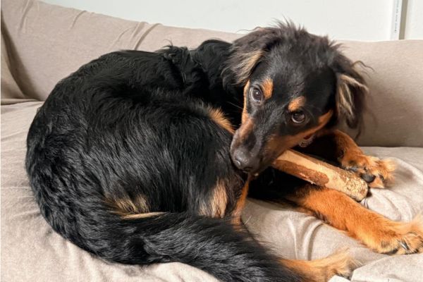 Monti liegt eingerollt auf einer Decke.