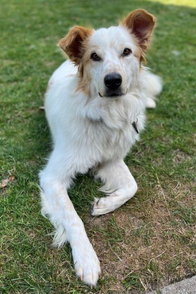 Ein Hund liegt im Gras und schaut in die Kamera.