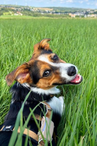 Ein Hund sitzt auf einer Wiese und schaut in die Kamera.