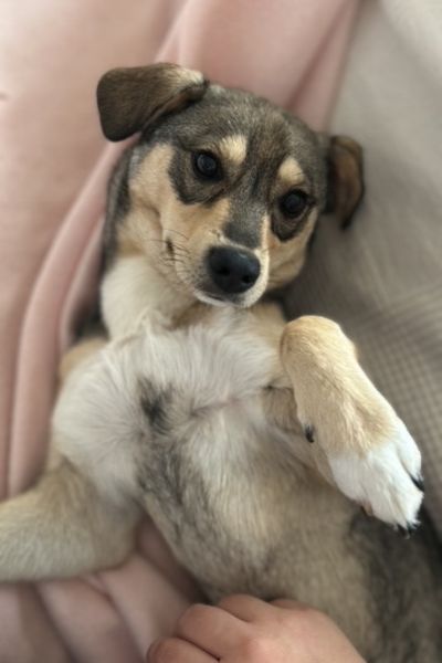 Ein Hund schaut niedlich in die Kamera.