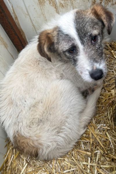 Das dreifarbige Welpenmädchen Dela schaut in die Kamera.