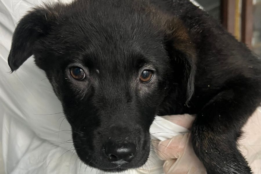 Aubergine auf dem Arm