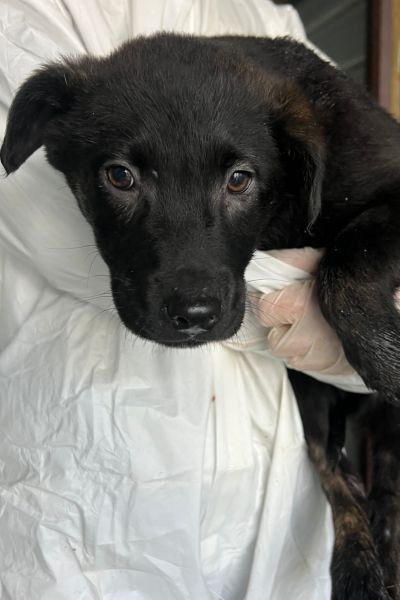 Aubergine auf dem Arm