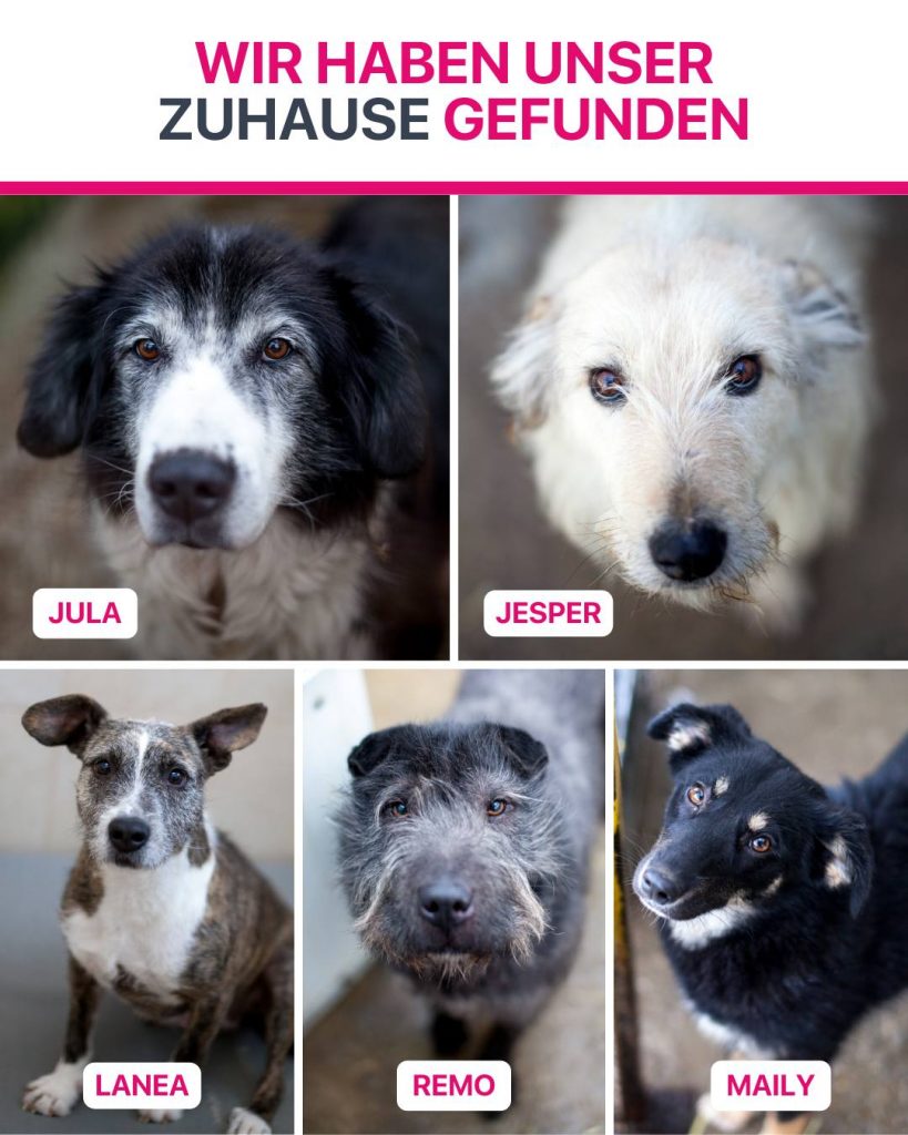 Ausreise-Rueckblick-Februar-02-2026-Hunderettung-Europa