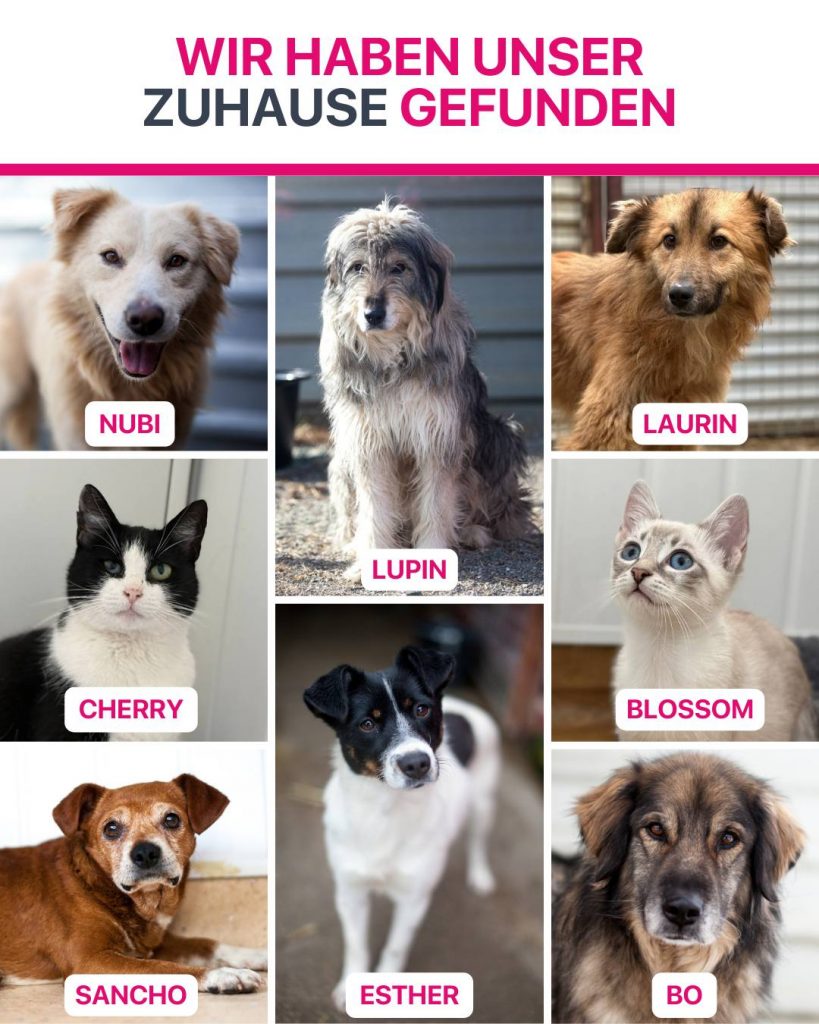 Ausreise-Rueckblick-Februar-04-2026-Hunderettung-Europa