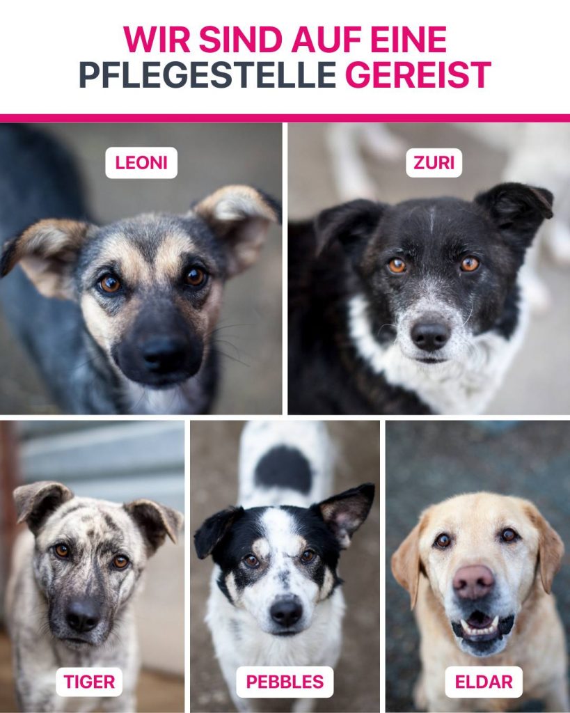 Ausreise-Rueckblick-Februar-05-2026-Hunderettung-Europa