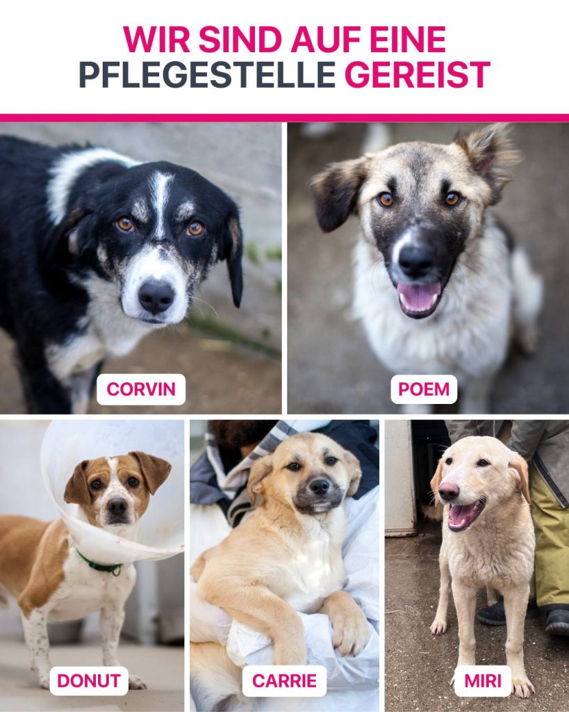 Ausreise-Rueckblick-Februar-06-2026-Hunderettung-Europa