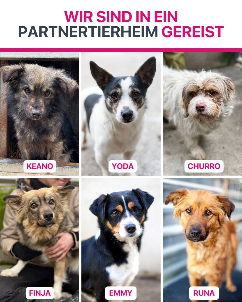 Ausreise-Rueckblick-Februar-07-2026-Hunderettung-Europa