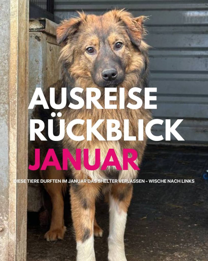 Ausreise-Rueckblick-Januar-01-2026-Hunderettung-Europa