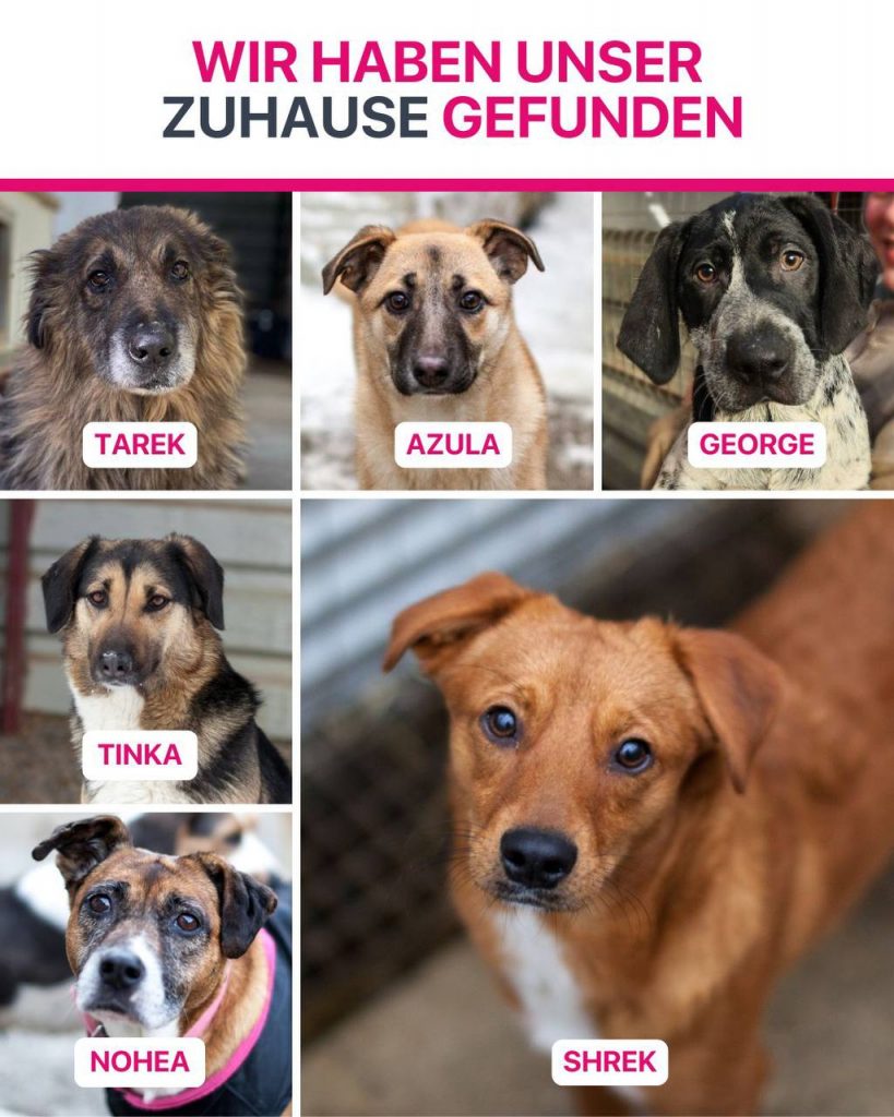 Ausreise-Rueckblick-Januar-02-2026-Hunderettung-Europa