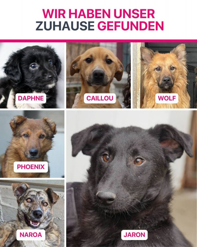 Ausreise-Rueckblick-Januar-03-2026-Hunderettung-Europa