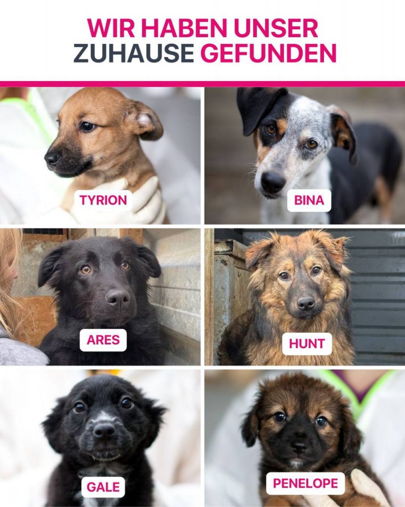 Ausreise-Rueckblick-Januar-04-2026-Hunderettung-Europa