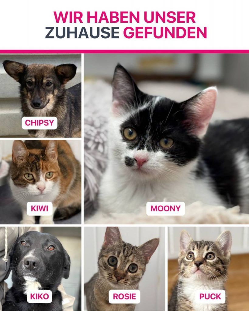 Ausreise-Rueckblick-Januar-05-2026-Hunderettung-Europa