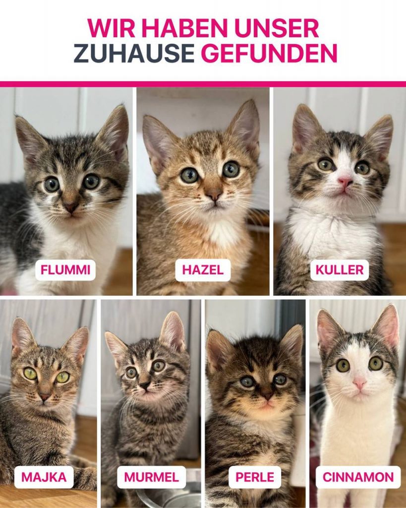 Ausreise-Rueckblick-Januar-06-2026-Hunderettung-Europa