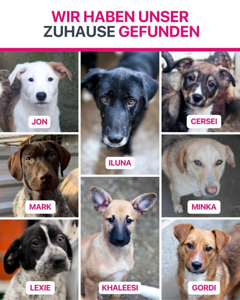 Ausreise-Rueckblick-Januar-07-2026-Hunderettung-Europa