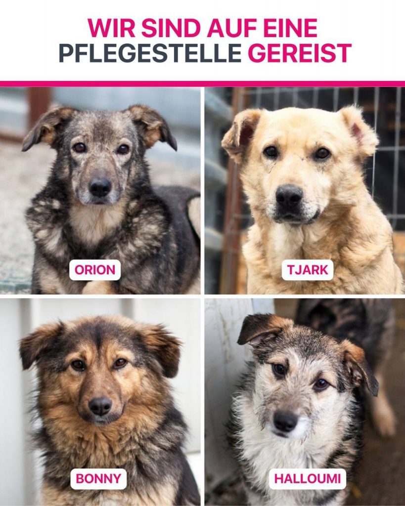 Ausreise-Rueckblick-Januar-09-2026-Hunderettung-Europa