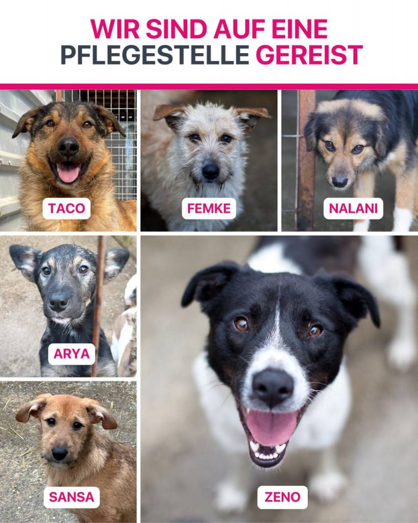 Ausreise-Rueckblick-Januar-10-2026-Hunderettung-Europa