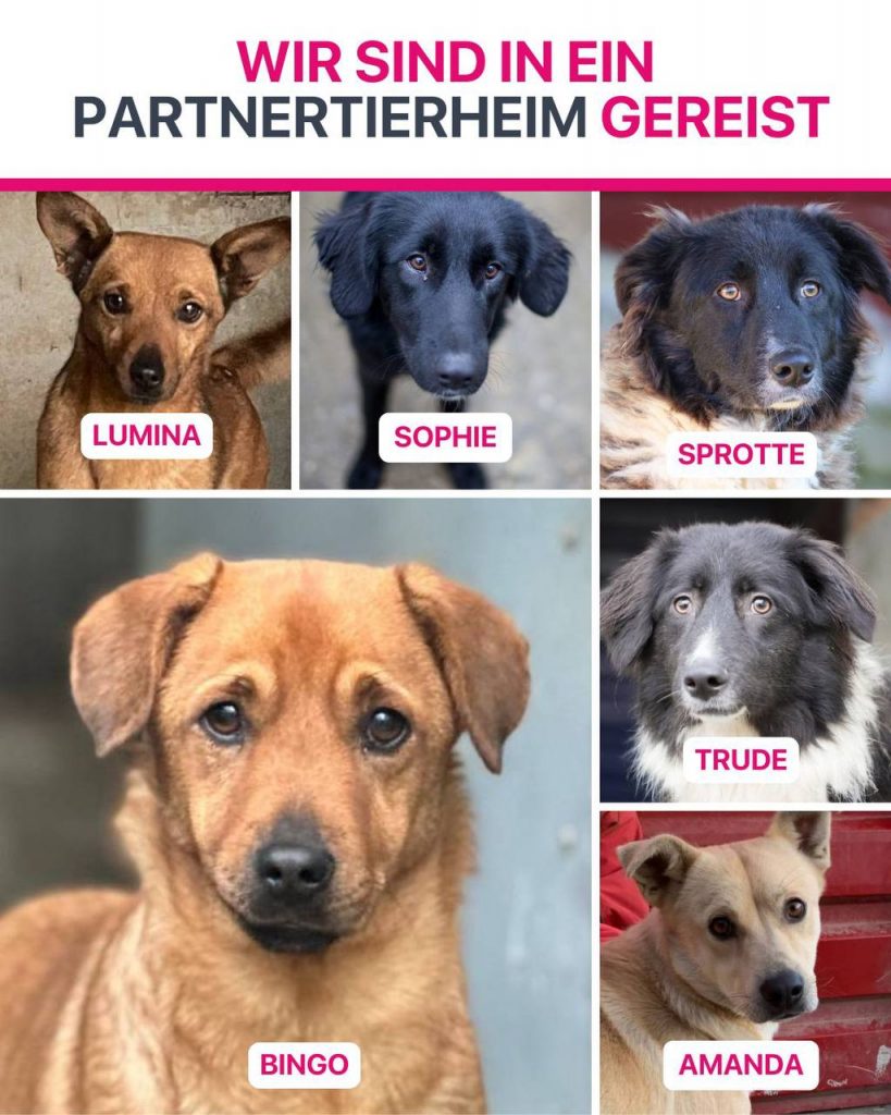 Ausreise-Rueckblick-Januar-11-2026-Hunderettung-Europa