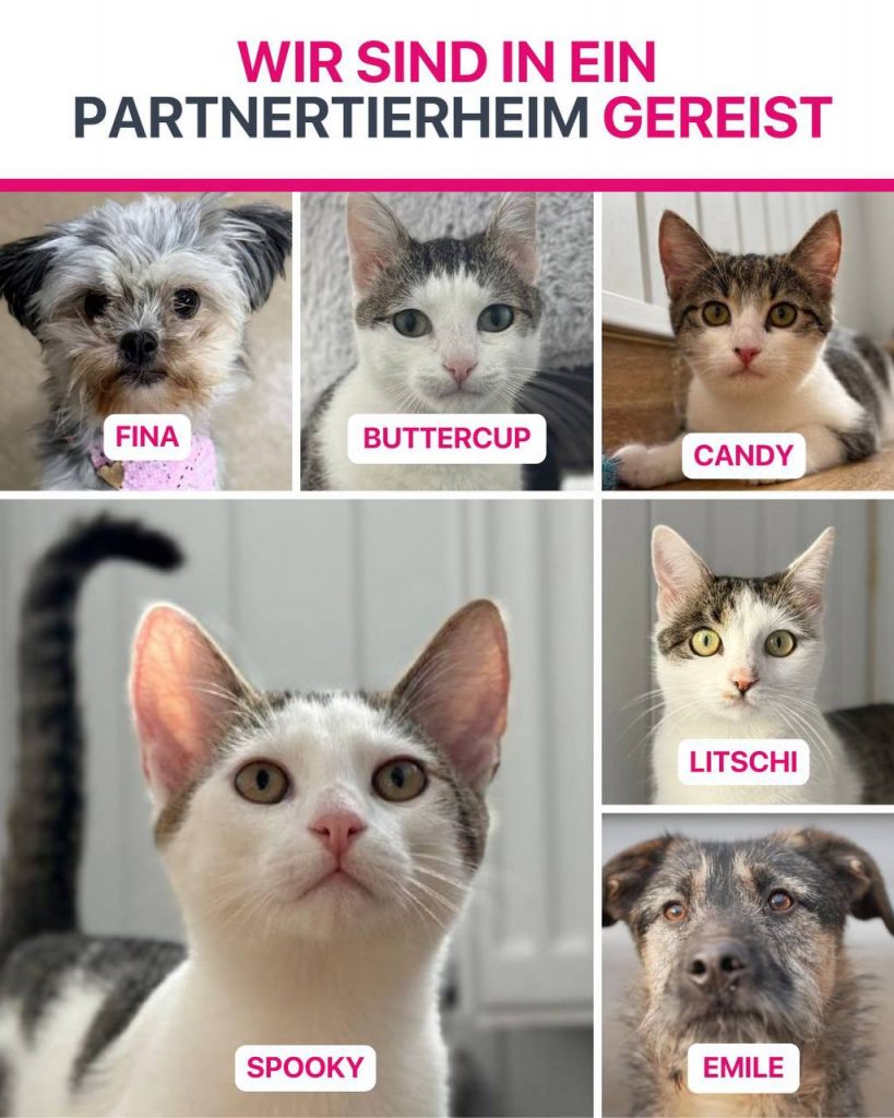 Ausreise-Rueckblick-Januar-12-2026-Hunderettung-Europa