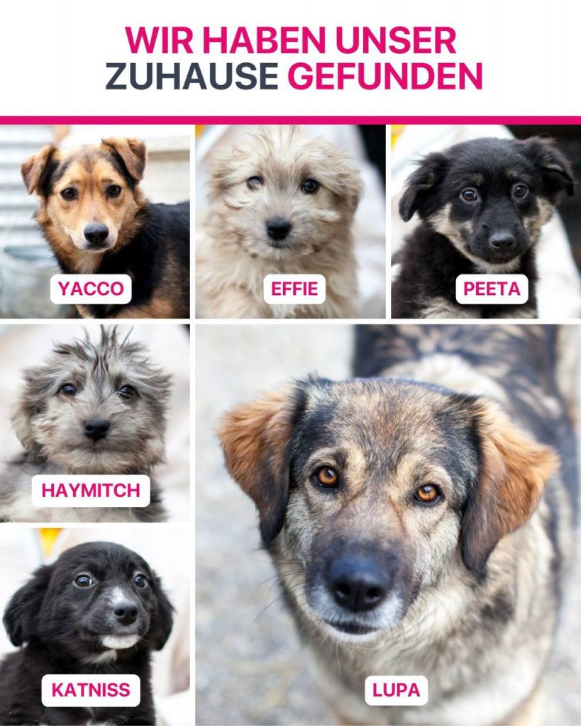 Ausreise-Rueckblick-Januar-13-2026-Hunderettung-Europa