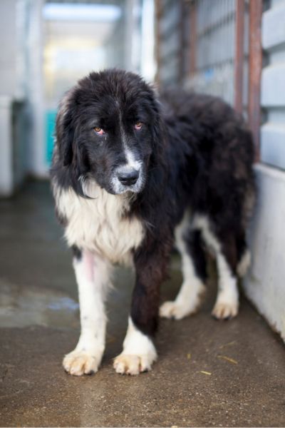 Die schwarz-weiße Hündin Fienchen steht im Zwinger und schaut in die Kamera