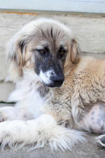Helle Hündin Hazel liegt im Tierheim und schaut aufmerksam zur Seite.