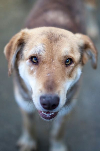Hund sieht in die Kamera