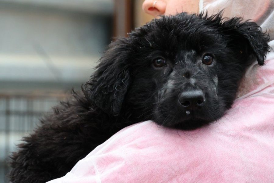 Schwarzer Welpe kuschelt sich an seine Pflegerin