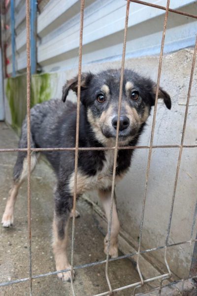 Hund mit schwarz-braunem Fell schaut in die Kamera.