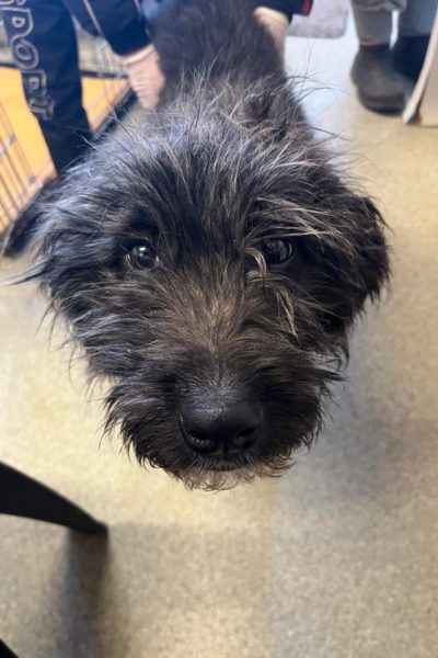 Hund mit schwarzem Fell schaut hoch in die Kamera.