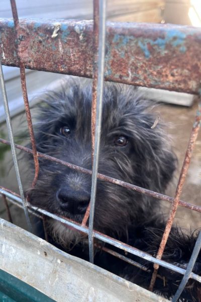 Hund mit schwarzem Fell befindet sich hinter Gittern und schaut zur Kamera.