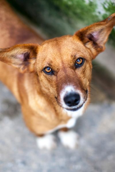 Hündin sieht freundlich in die Kamera