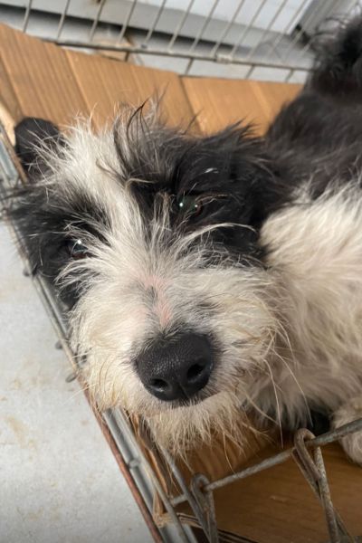 Hündin Vida liegt in der Box und schaut in die Kamera