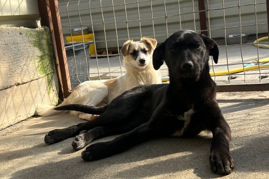 Hund mit schwarzem Fell liegt im Zwinger und schaut in die Kamera.