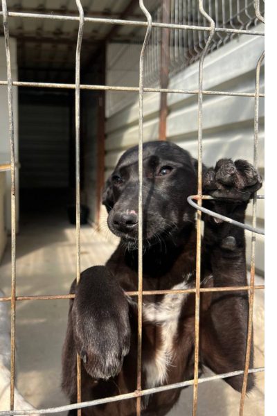 Hund mit schwarzem Fell befindet sich hinter den Gittern des Zwingers und hält sich an den Gittern fest.