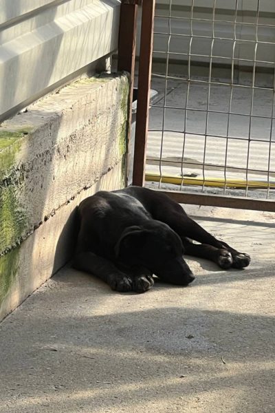 Hund mit schwarzem Fell liegt schlafend im Zwinger