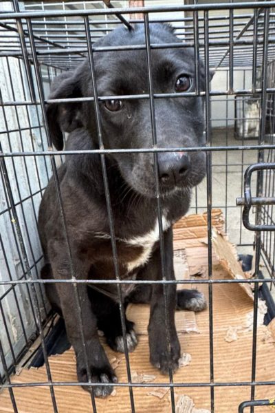 Hund mit schwarzem Fell schaut mit hängenden Ohren in die Kamera.