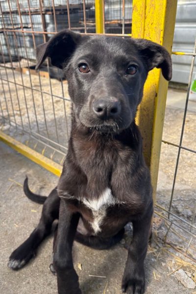 Hund mit schwarzem Fell schaut in die Kamera.
