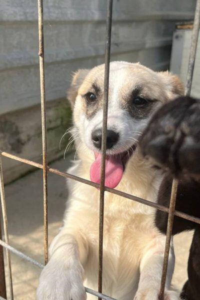 Hündin mit beigem Fell schaut mit ausgestreckter Zunge aus ihrem Zwinger raus.