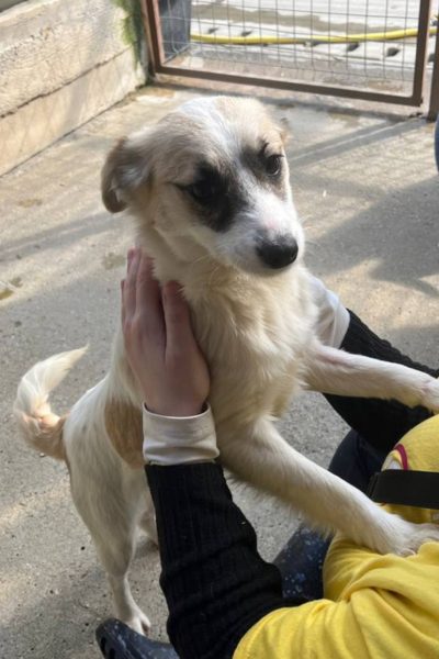 Hund Kira mit beigem Fell wird gestreichelt.