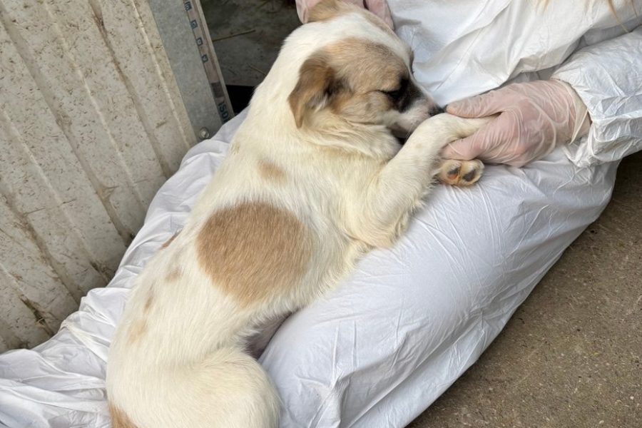 Hund mit beigem Fell liegt auf den Beinen einer Pflegerin und lässt sich streicheln.