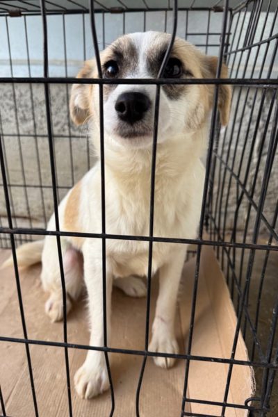 Hund mit beigem Fell befindet sich im Zwinger und schaut raus in die Kamera.