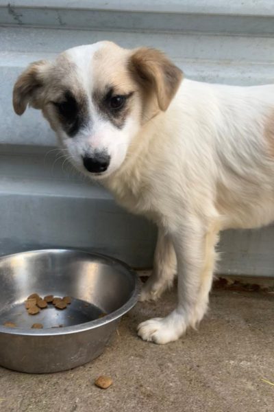 Hund mit beigem Fell steht neben dem Futternapf.