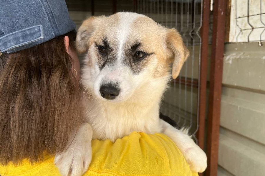 Hund mit beigem Fell wird hochgehoben.