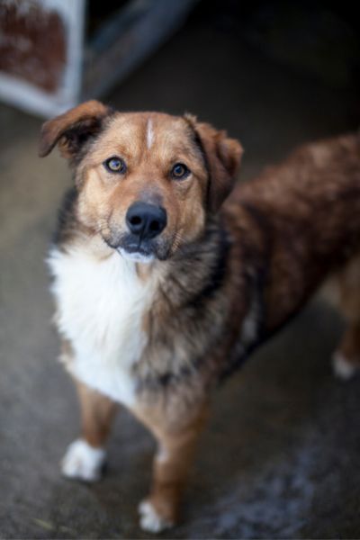 Rüde Richie schaut aufmerksam in die Kamera