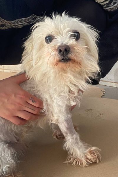 Idefix schaut in die Kamera